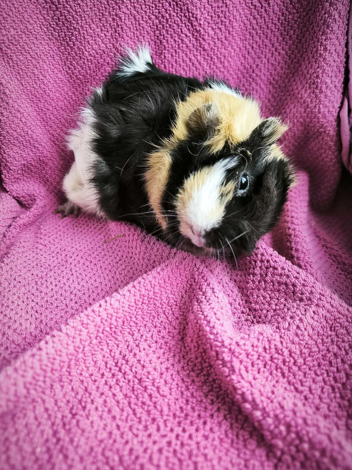 Nevada, female Mixed Breed for adoption at Šance zvířatům