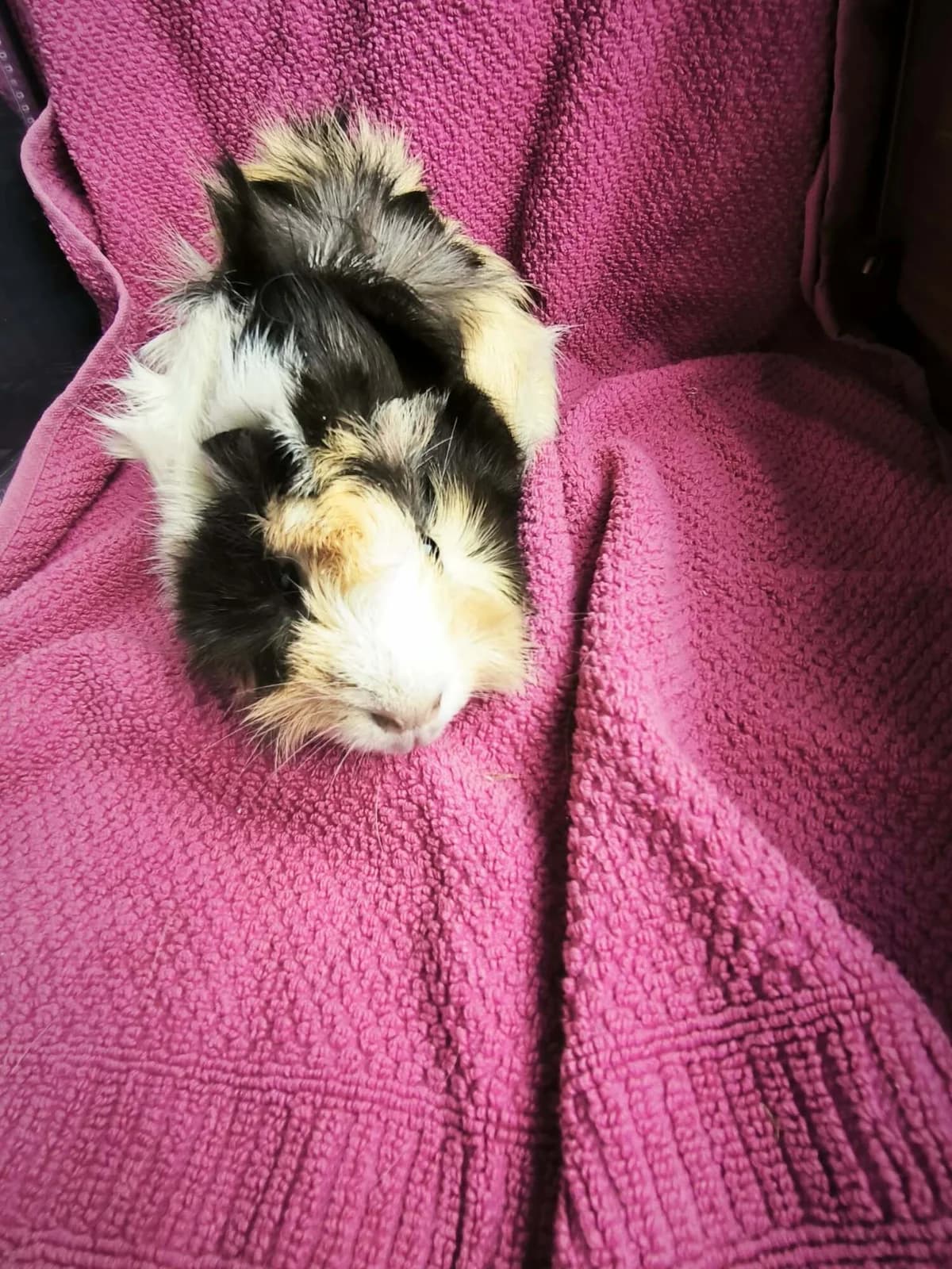 Nuka, female Mixed Breed for adoption at Šance zvířatům