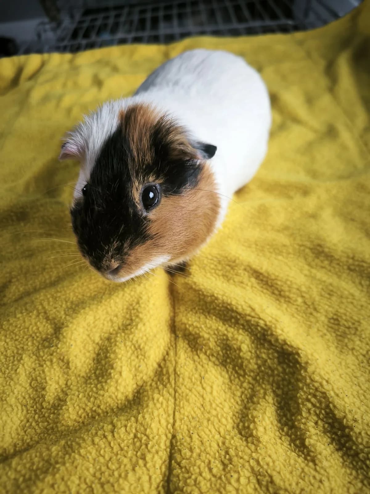 Cornelius, male Mixed Breed for adoption at Šance zvířatům