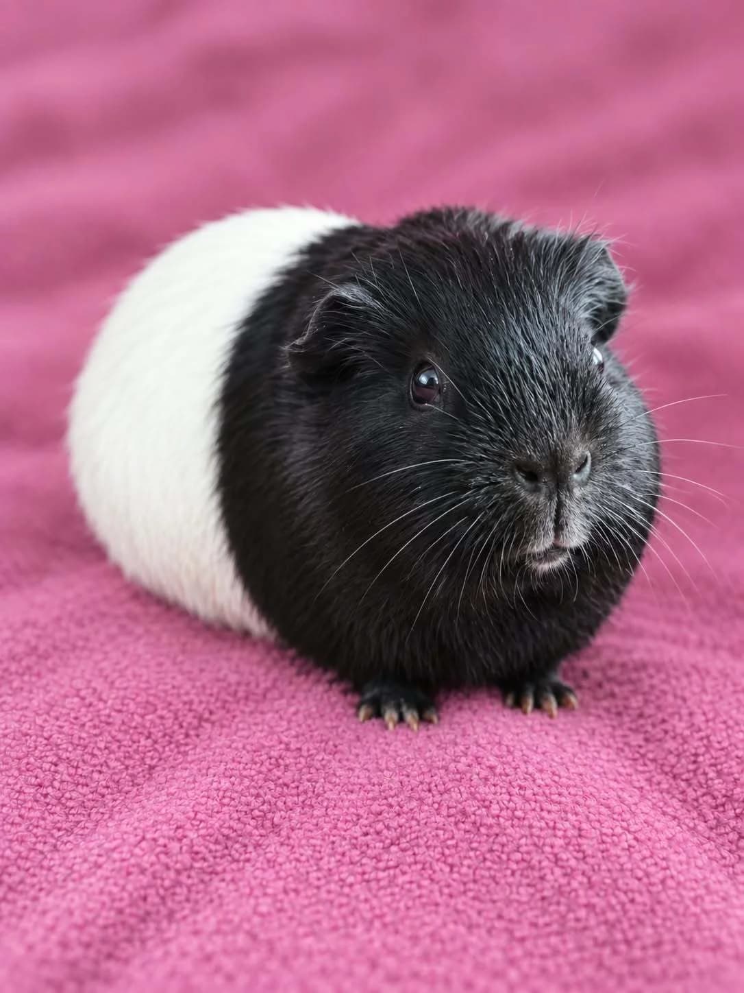 Dina, female Mixed Breed for adoption at Šance zvířatům