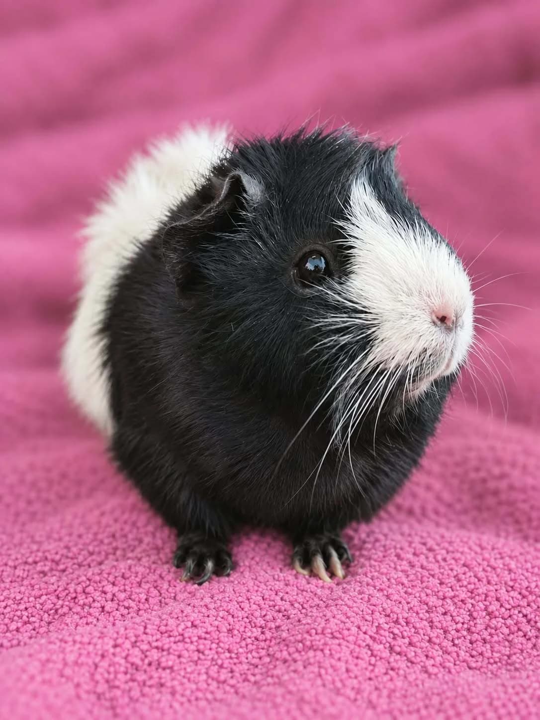 Fina, female Mixed Breed for adoption at Šance zvířatům