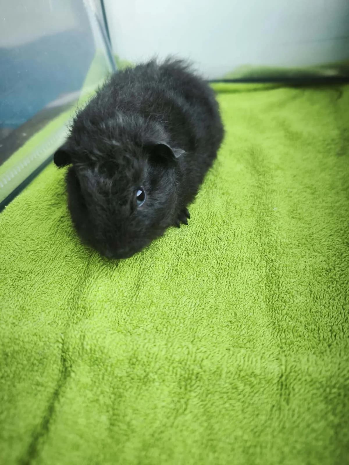 Kudrnka, female Mixed Breed for adoption at Šance zvířatům