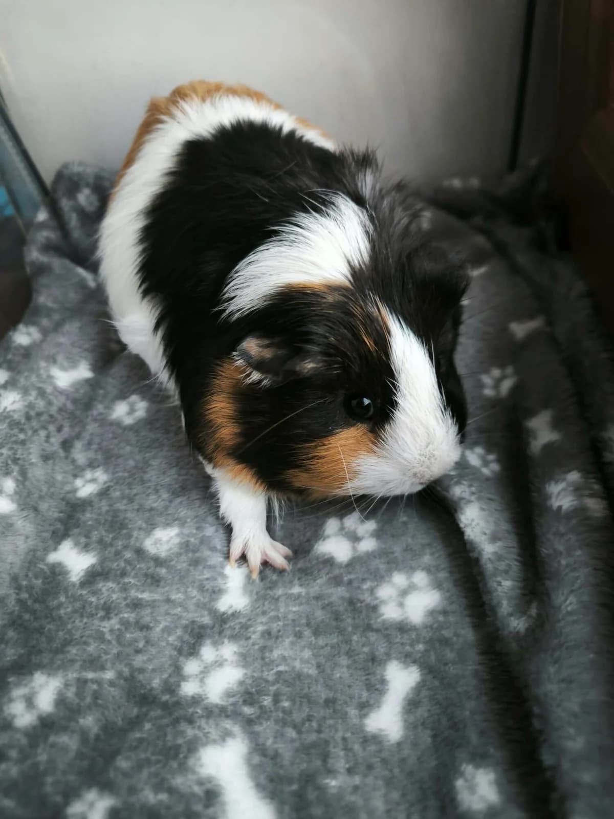 Princezna, female Mixed Breed for adoption at Šance zvířatům