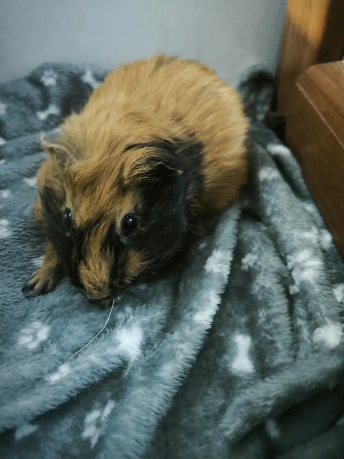 Béďa, female Mixed Breed for adoption at Šance zvířatům