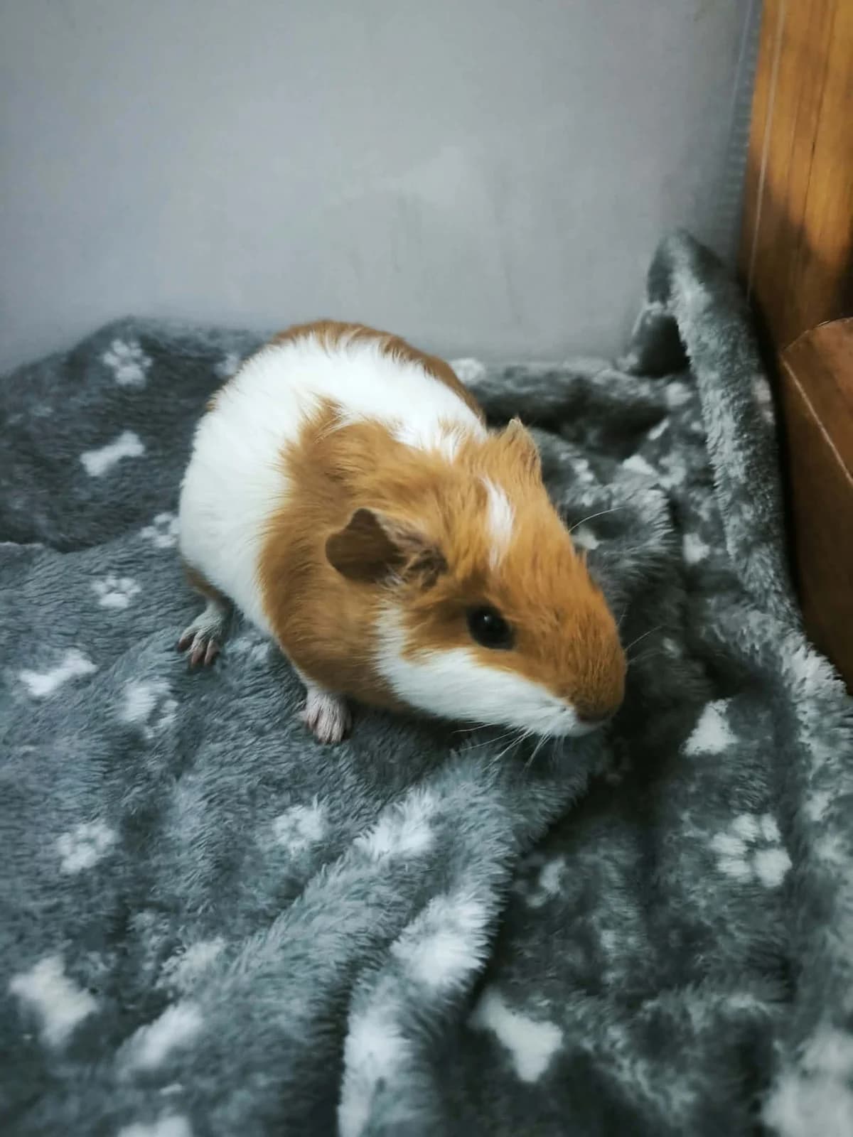 Brusinka, female Mixed Breed for adoption at Šance zvířatům