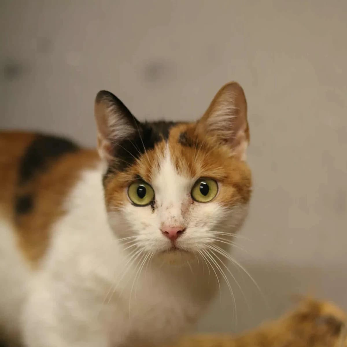 Mavis, trikolora female young Mixed Breed for adoption at Second Chance Azyl Ostrava, Ostrava