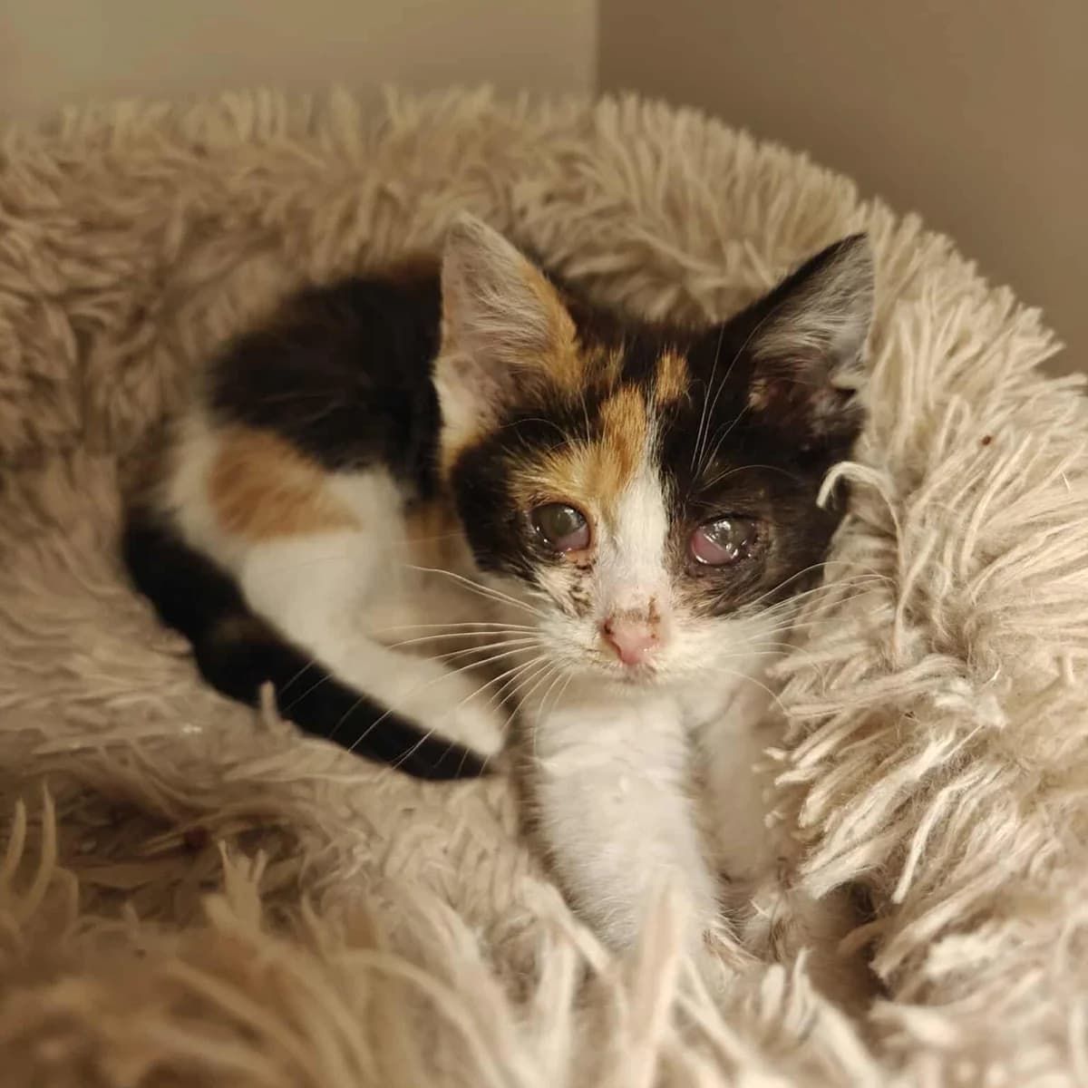 Mercedes, trikolora female young Mixed Breed for adoption at Second Chance Azyl Ostrava, Ostrava