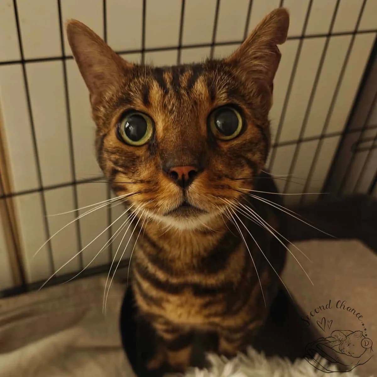 Bengoro, mourek male 5yo Mixed Breed for adoption at Second Chance Azyl Ostrava, Ostrava