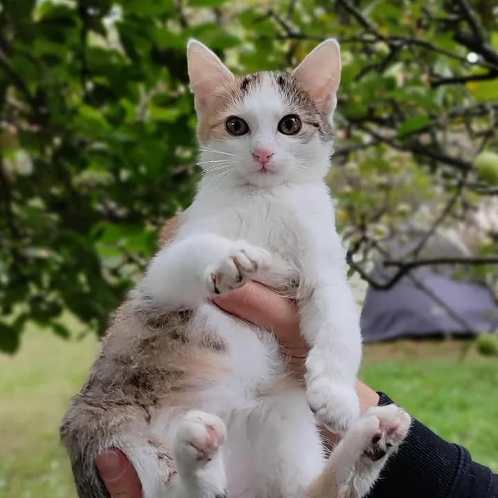 Ominara, trikolora female young Mixed Breed for adoption at Second Chance Azyl Ostrava, Ostrava