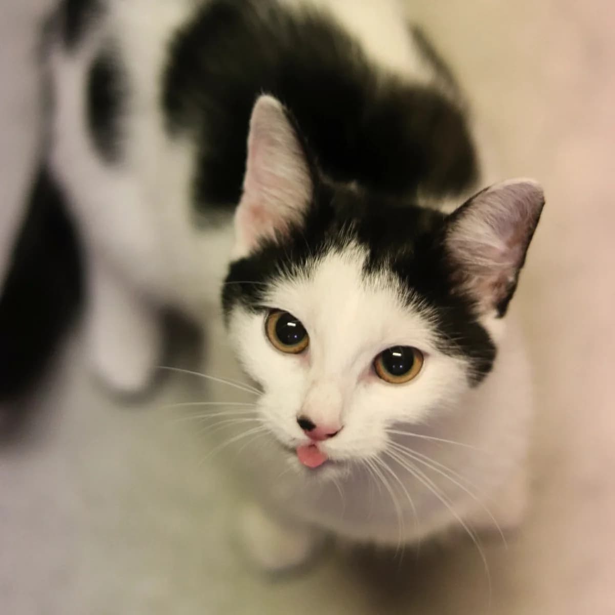 Boženka, černobílá female 4yo Mixed Breed for adoption at Second Chance Azyl Ostrava, Ostrava