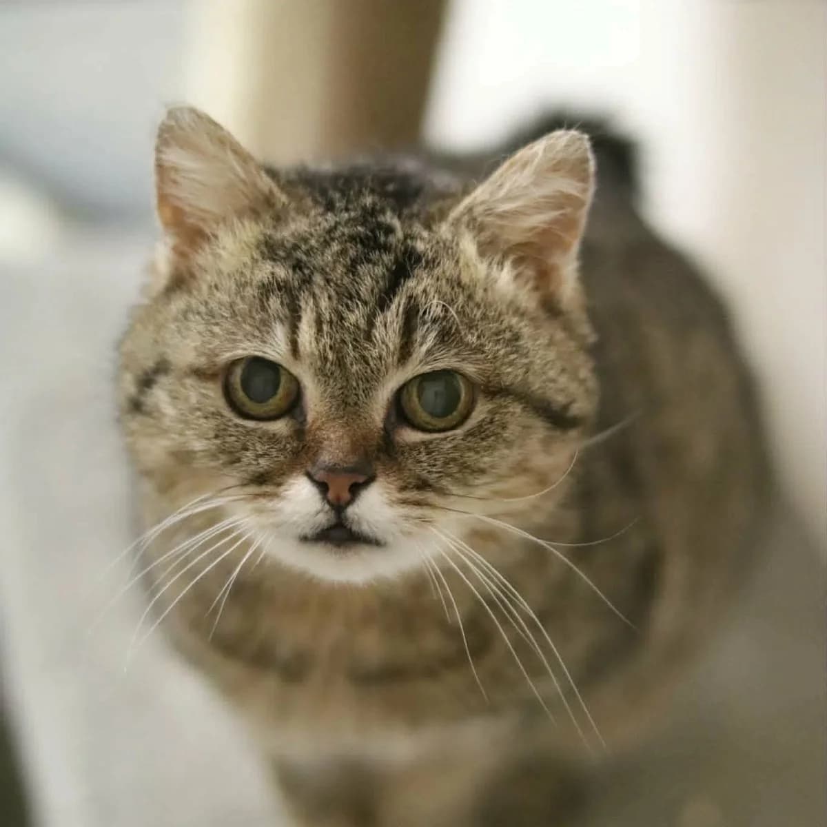 Cecilka, mourek female 5yo Mixed Breed for adoption at Second Chance Azyl Ostrava, Ostrava