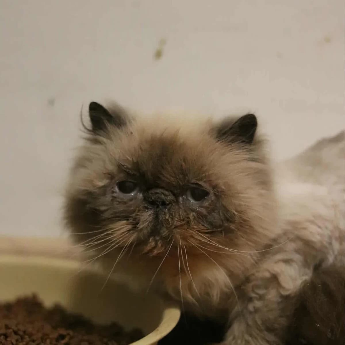 Sayuri, colorpoint female 6yo Mixed Breed for adoption at Second Chance Azyl Ostrava, Ostrava