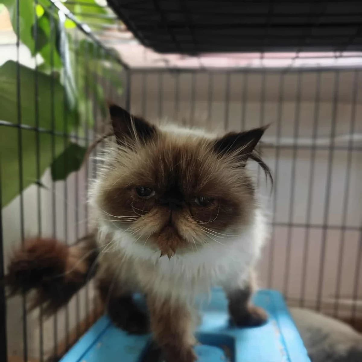 Soraya, colorpoint female 4yo Mixed Breed for adoption at Second Chance Azyl Ostrava, Ostrava