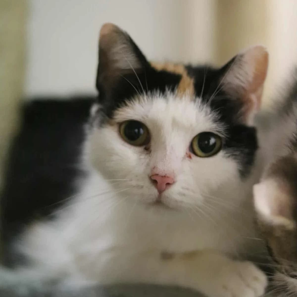 Amona, trikolora female 5yo Mixed Breed for adoption at Second Chance Azyl Ostrava, Ostrava