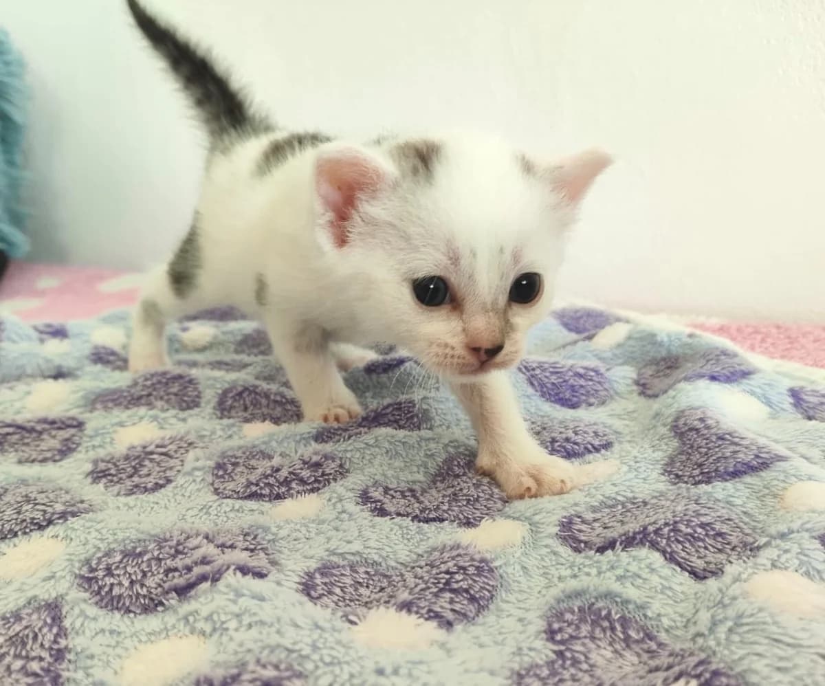 Justýnka, female Mixed Breed for adoption at Strašecké kočičí depozitum, Nové Strašecí