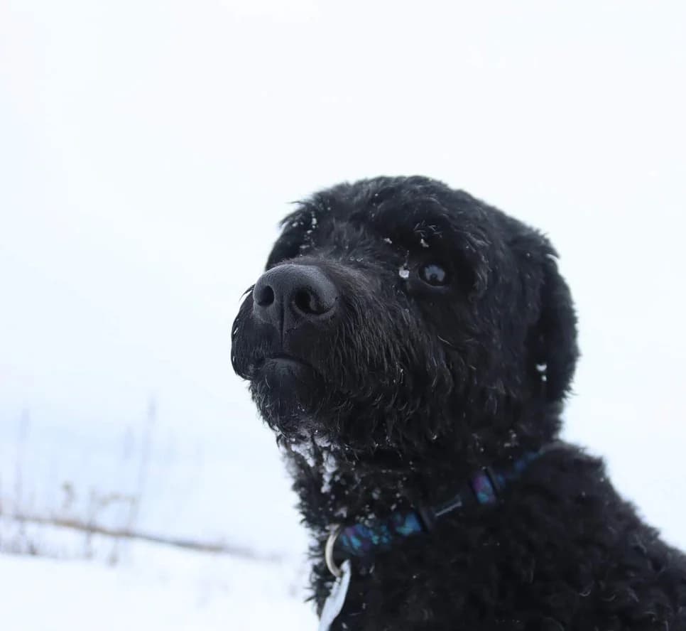 CURLY, Mixed Breed for adoption at Tlapky v Naději
