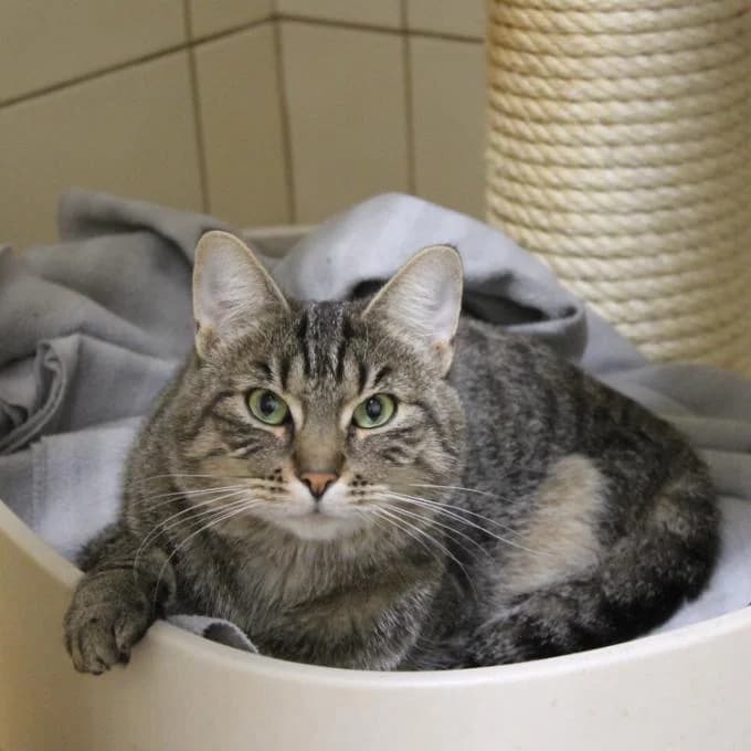 Adina, female 3yo Mixed Breed for adoption at Útulek Bohnice, 181 00 Praha 8-Bohnice