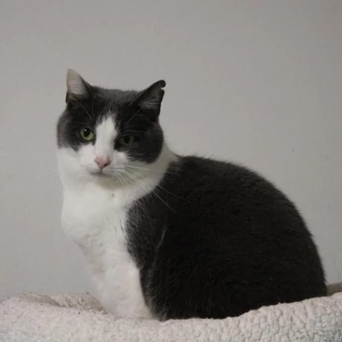 Gábinka 1, female 7yo Mixed Breed for adoption at Útulek Bohnice, 181 00 Praha 8-Bohnice