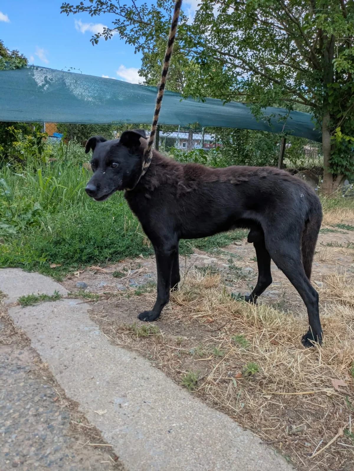 Broček, male puppy Mixed Breed for adoption at Útulok Břeclav-Bulhary