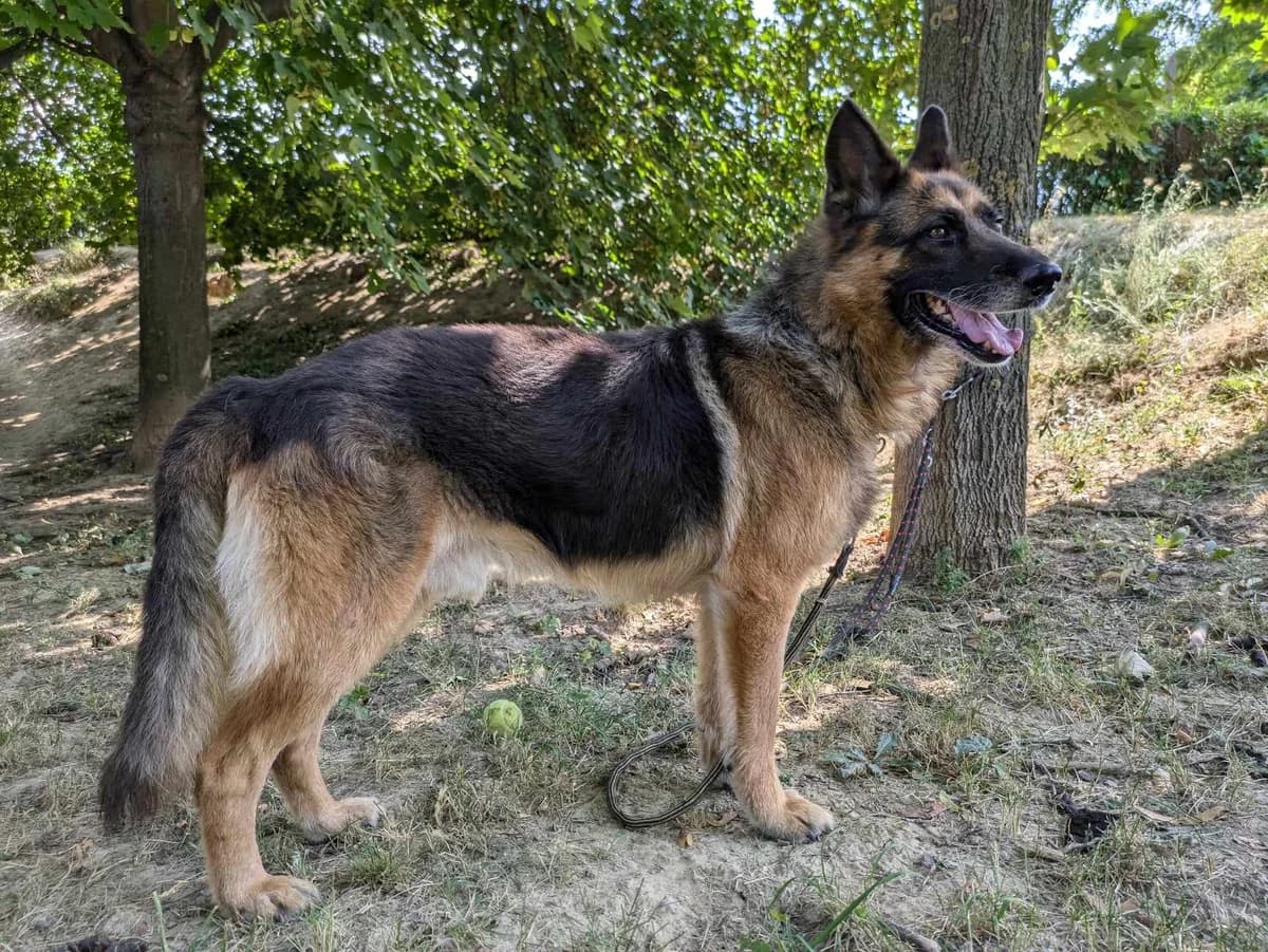 Simír, male young Mixed Breed for adoption at Útulok Břeclav-Bulhary