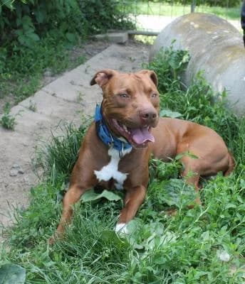 Roky, červená s bílými znaky male mixed breed for adoption at Utulek Brno, Brno