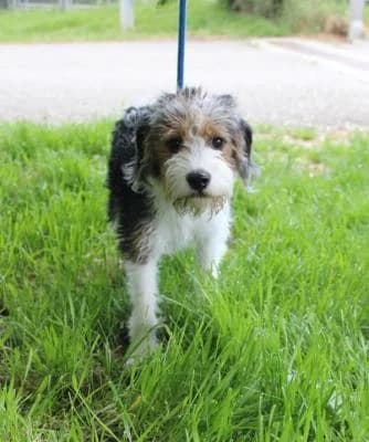 Kříženec Teriéra, trikolora male Mixed Breed for adoption at Utulek Brno, Brno