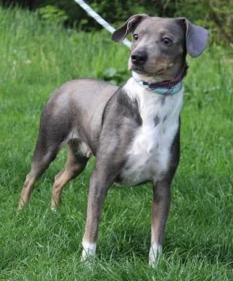 Kříženec Amerického Bezsrstého Triéra, modrá, bílé znaky female Mixed Breed for adoption at Utulek Brno, Brno