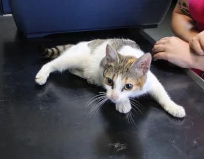 Evropská, trikolora female Mixed Breed for adoption at Utulek Brno, Brno