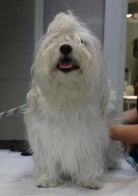 MaltĂ©zskĂœ PsĂk, bĂlĂĄ male Mixed Breed for adoption at Utulek Brno, Brno