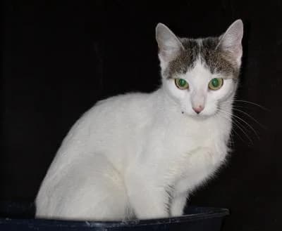 Evropská, bílá, tygrované znaky female Mixed Breed for adoption at Utulek Brno, Brno