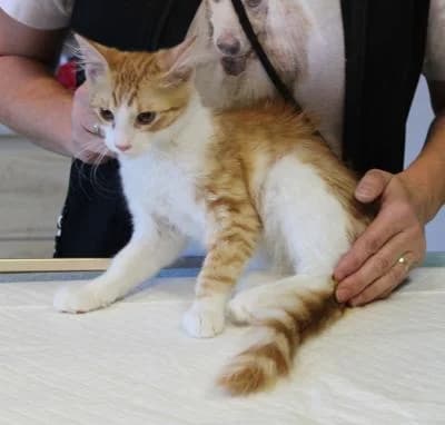 Cat 123061, rezavá, bílé znaky male Mixed Breed for adoption at Utulek Brno, Brno