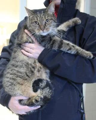 Cat 123261, tygr male Mixed Breed for adoption at Utulek Brno, Brno