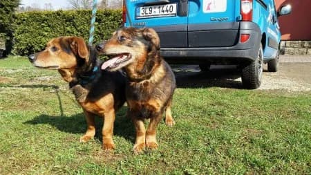 Bob a Boban /2016, senior Mixed Breed for adoption at Útulek Dášenka — Liga na ochranu zvířat, Lučany nad Nisou