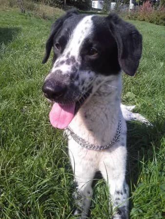 Figo /2015, male senior Mixed Breed for adoption at Útulek Dášenka — Liga na ochranu zvířat, Lučany nad Nisou