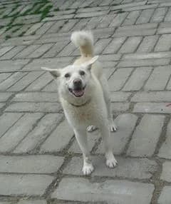 Kapučínek/ 2015, male senior mixed breed for adoption at Útulek Dášenka — Liga na ochranu zvířat, Lučany nad Nisou