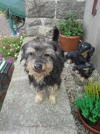 Mišánek /2015, male senior Mixed Breed for adoption at Útulek Dášenka — Liga na ochranu zvířat, Lučany nad Nisou