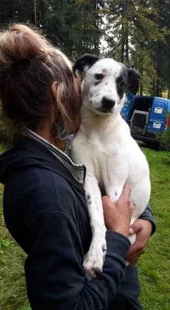 Smržovská osmihlavá smečka v, senior Mixed Breed for adoption at Útulek Dášenka — Liga na ochranu zvířat, Lučany nad Nisou