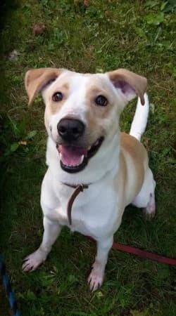 Smržovská smečka, 3yo Mixed Breed for adoption at Útulek Dášenka — Liga na ochranu zvířat, Lučany nad Nisou
