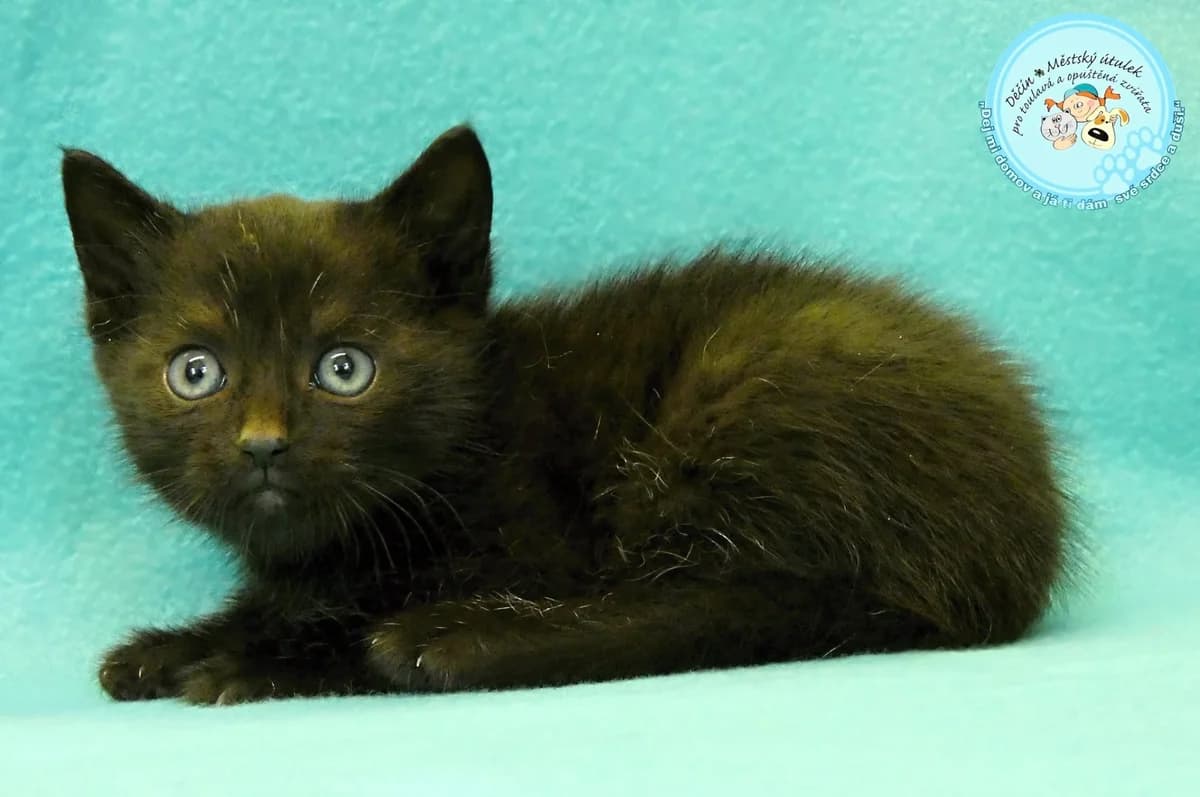 Emilek je 6, male puppy Mixed Breed for adoption at Útulok Děčín, Děčín