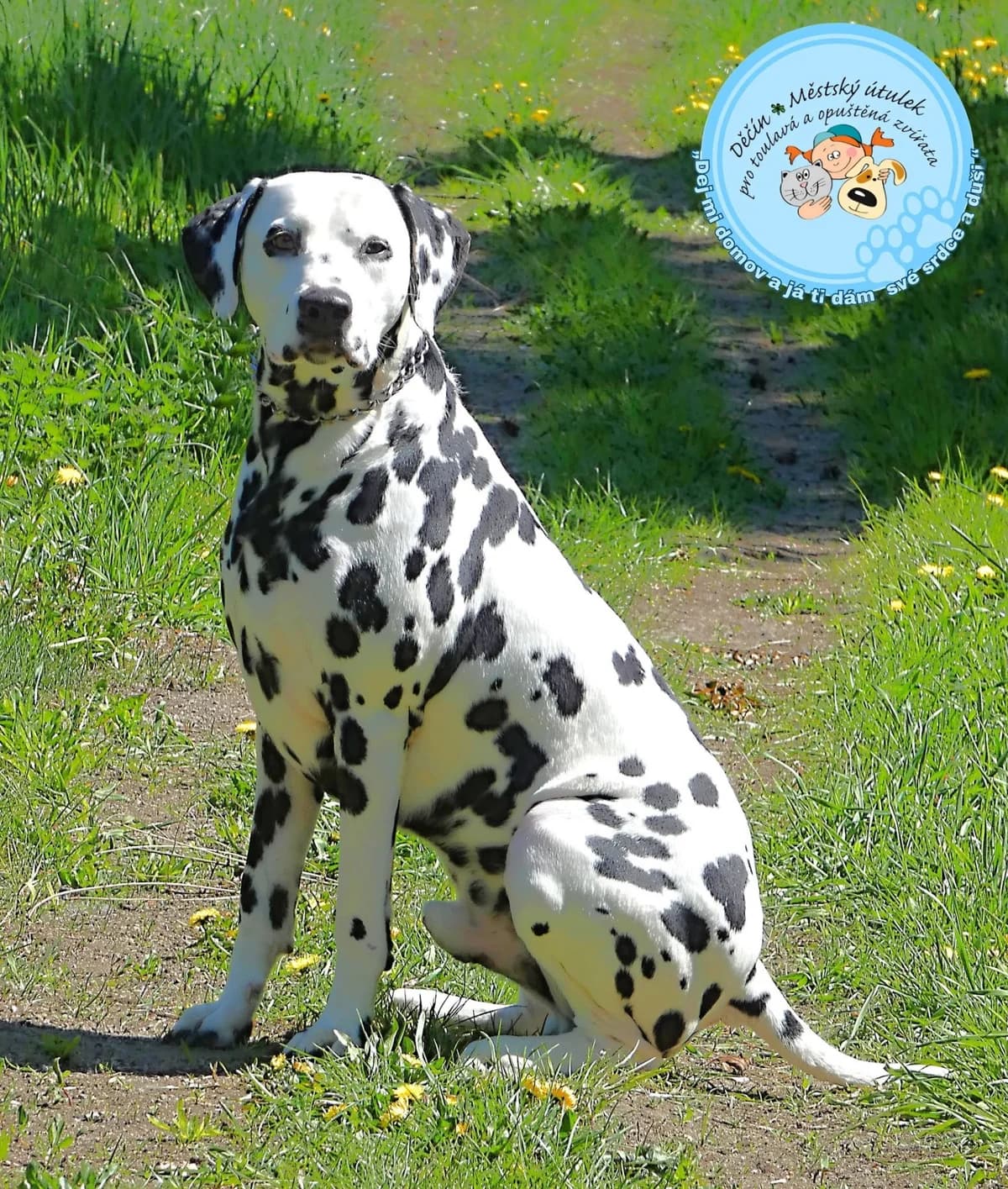 Cody, 3yo mixed breed for adoption at Útulok Děčín, Děčín