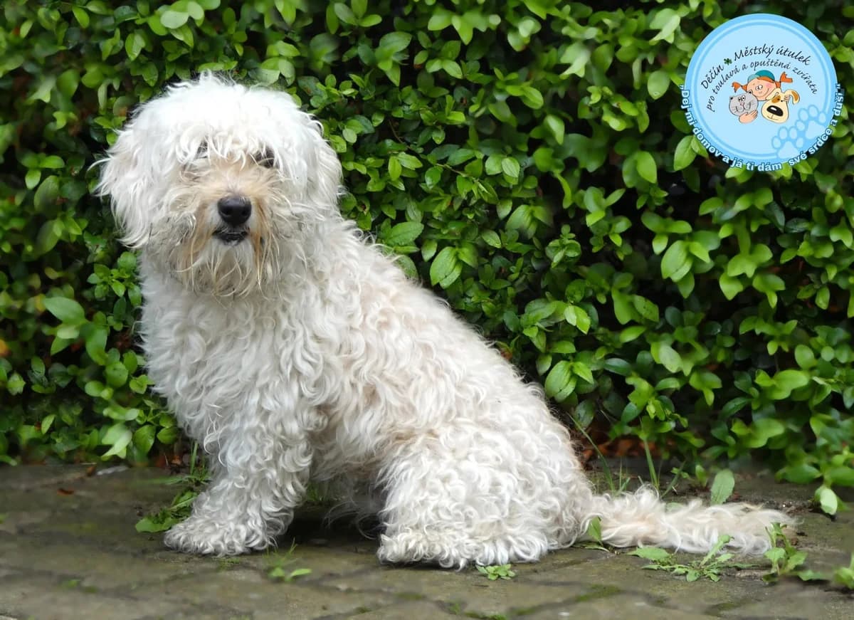 Merlin je 1, male puppy Mixed Breed for adoption at Útulok Děčín, Děčín