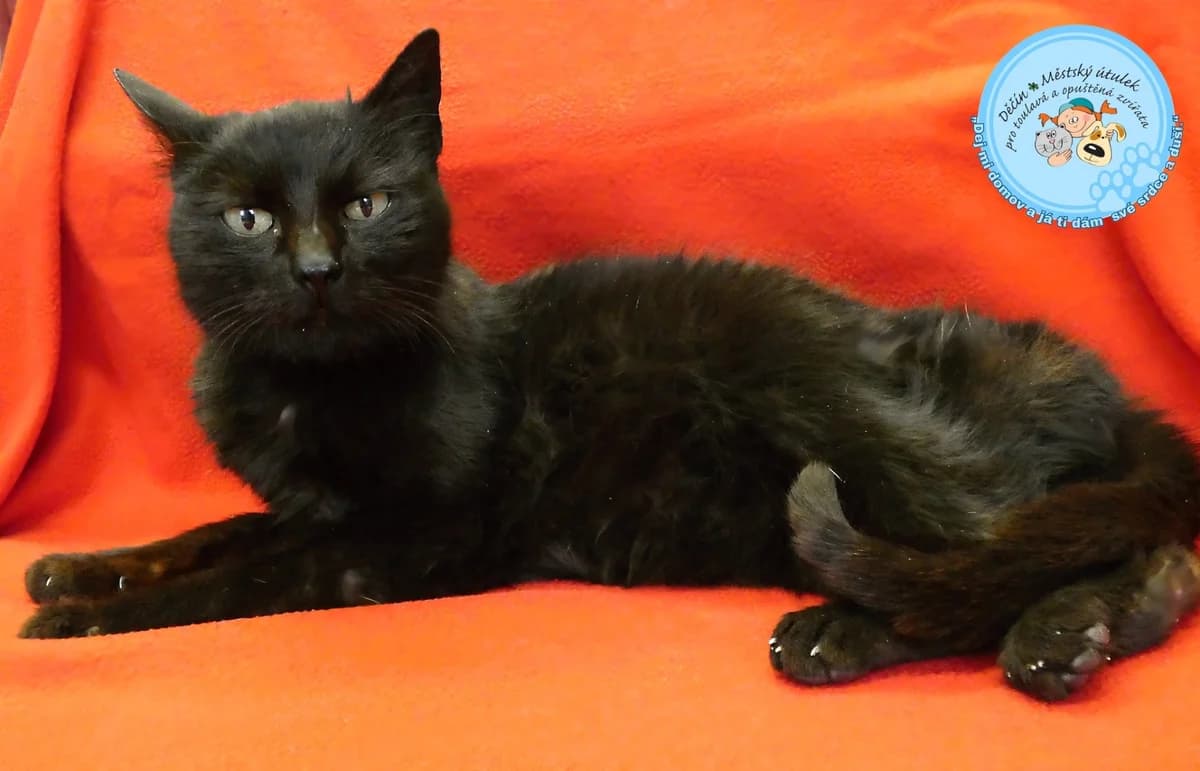 Iva je starší, senior Mixed Breed for adoption at Útulok Děčín, Děčín