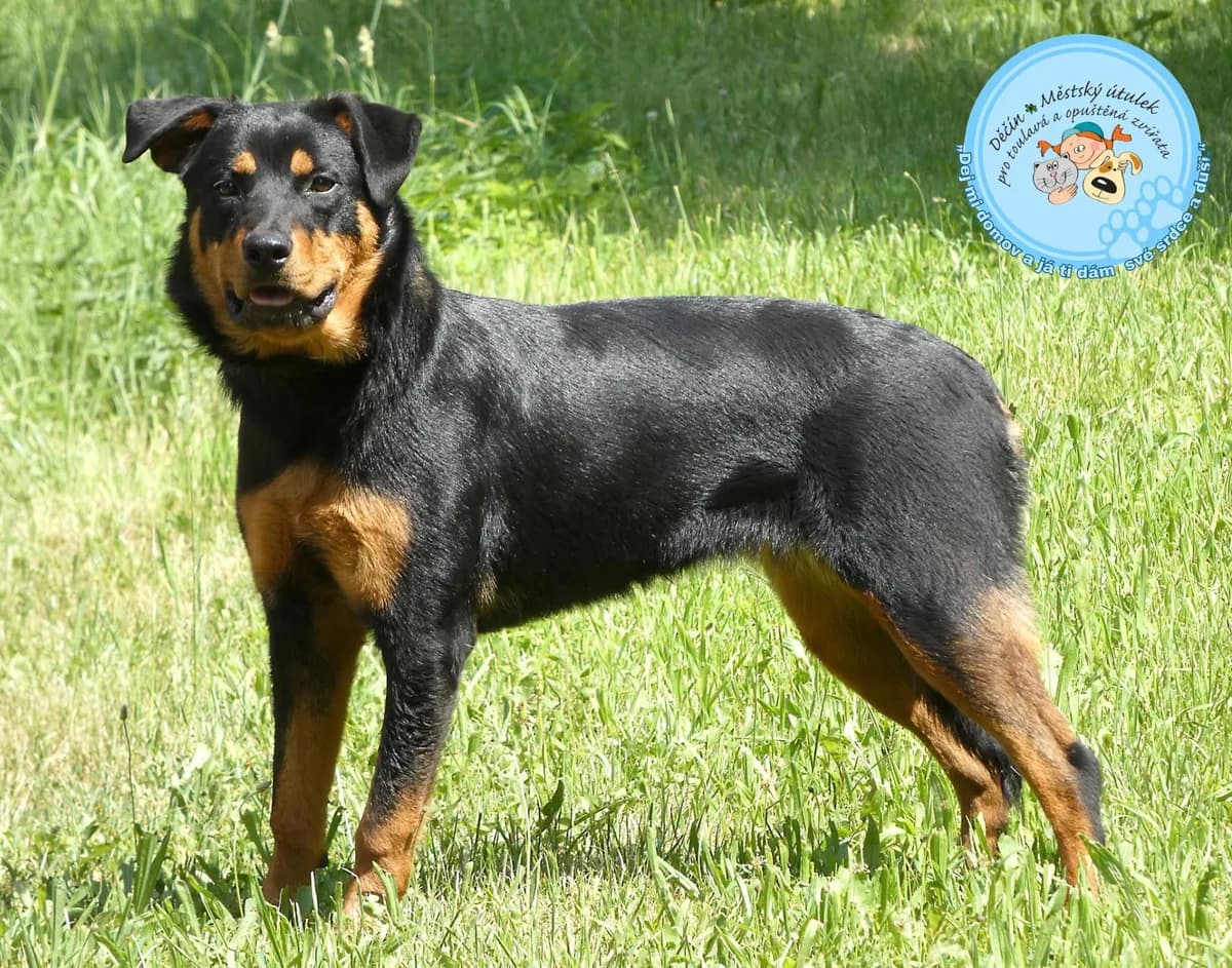 Rokina je mladá, female young Mixed Breed for adoption at Útulok Děčín, Děčín