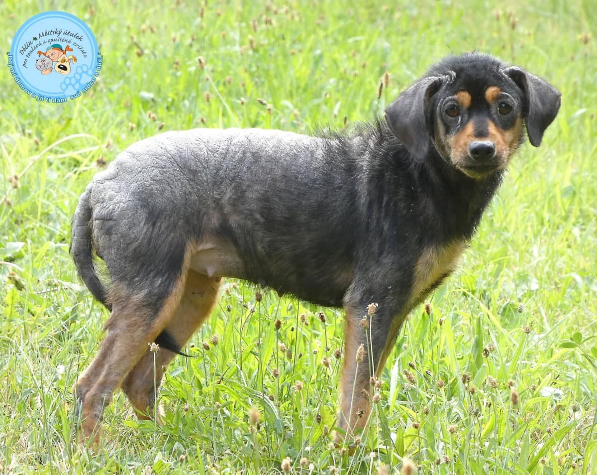 Líza, female young mixed breed for adoption at Útulok Děčín, Děčín