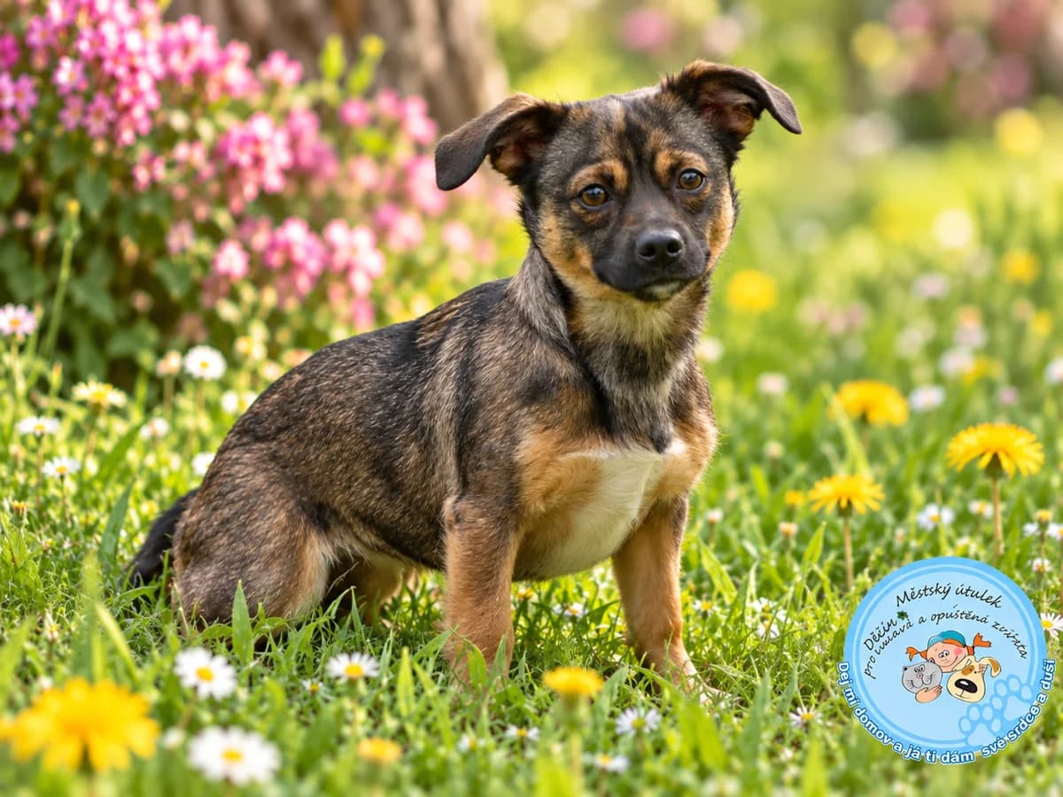 Mia, female puppy mixed breed for adoption at Útulok Děčín, Děčín