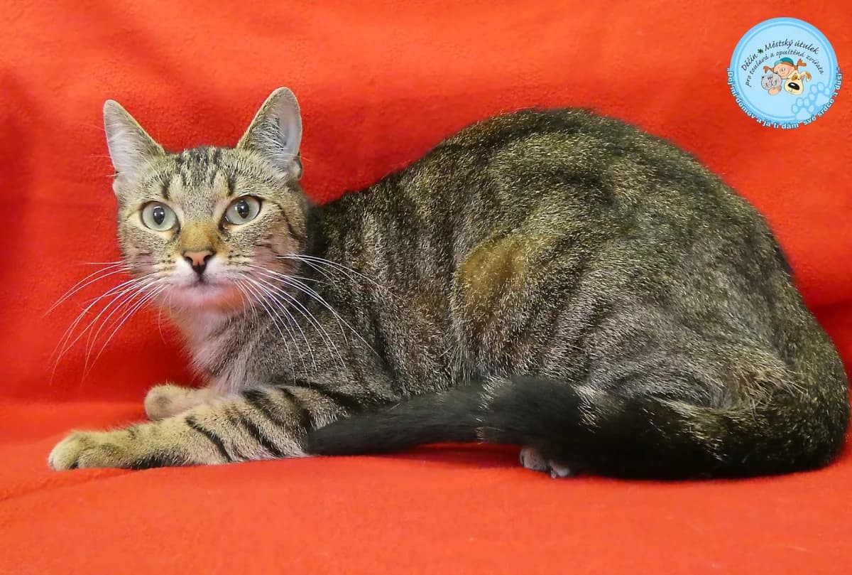 Margita, female young Mixed Breed for adoption at Útulok Děčín, Děčín
