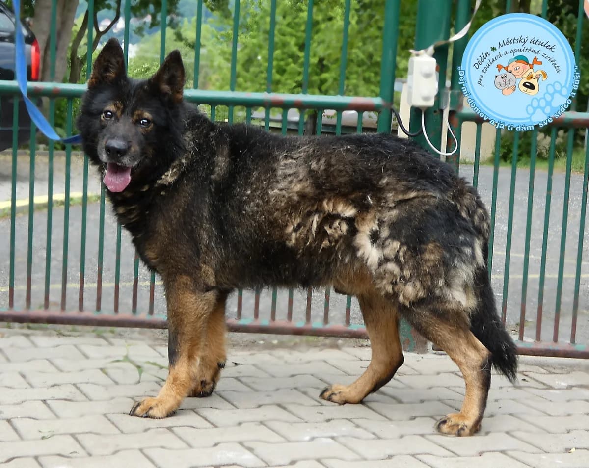 Ronny, puppy mixed breed for adoption at Útulok Děčín, Děčín