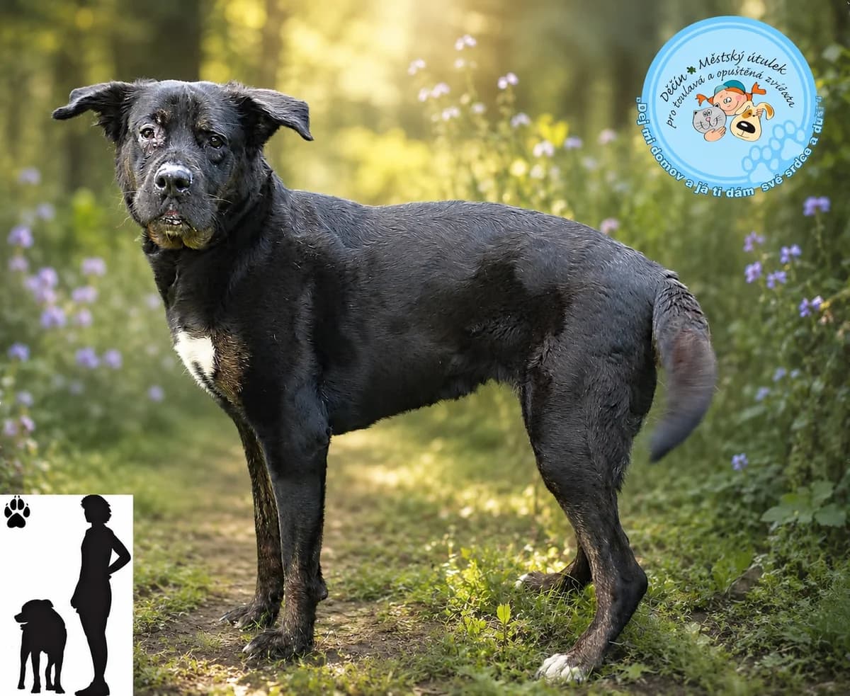 Ria, female 6yo Mixed Breed for adoption at Útulok Děčín, Děčín