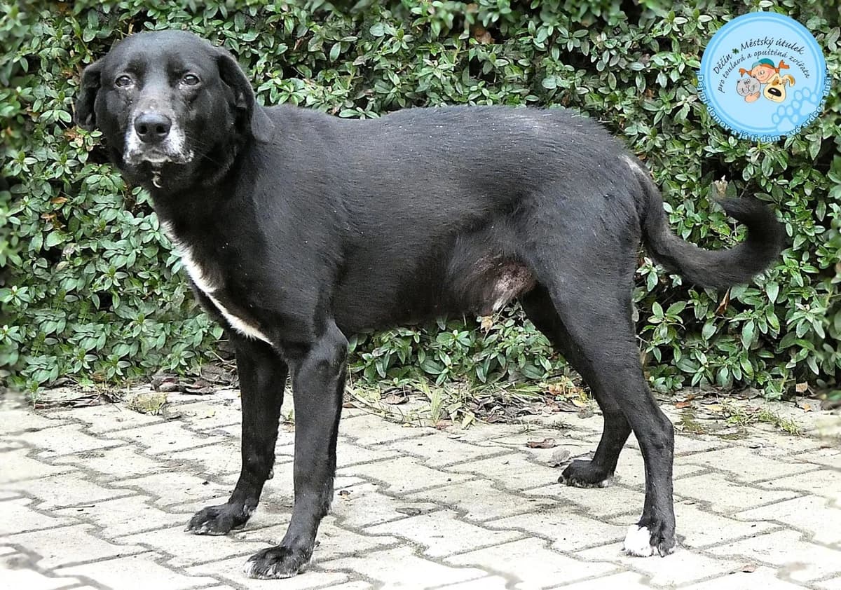 Arinaje 7 měsíců, male puppy Mixed Breed for adoption at Útulok Děčín, Děčín