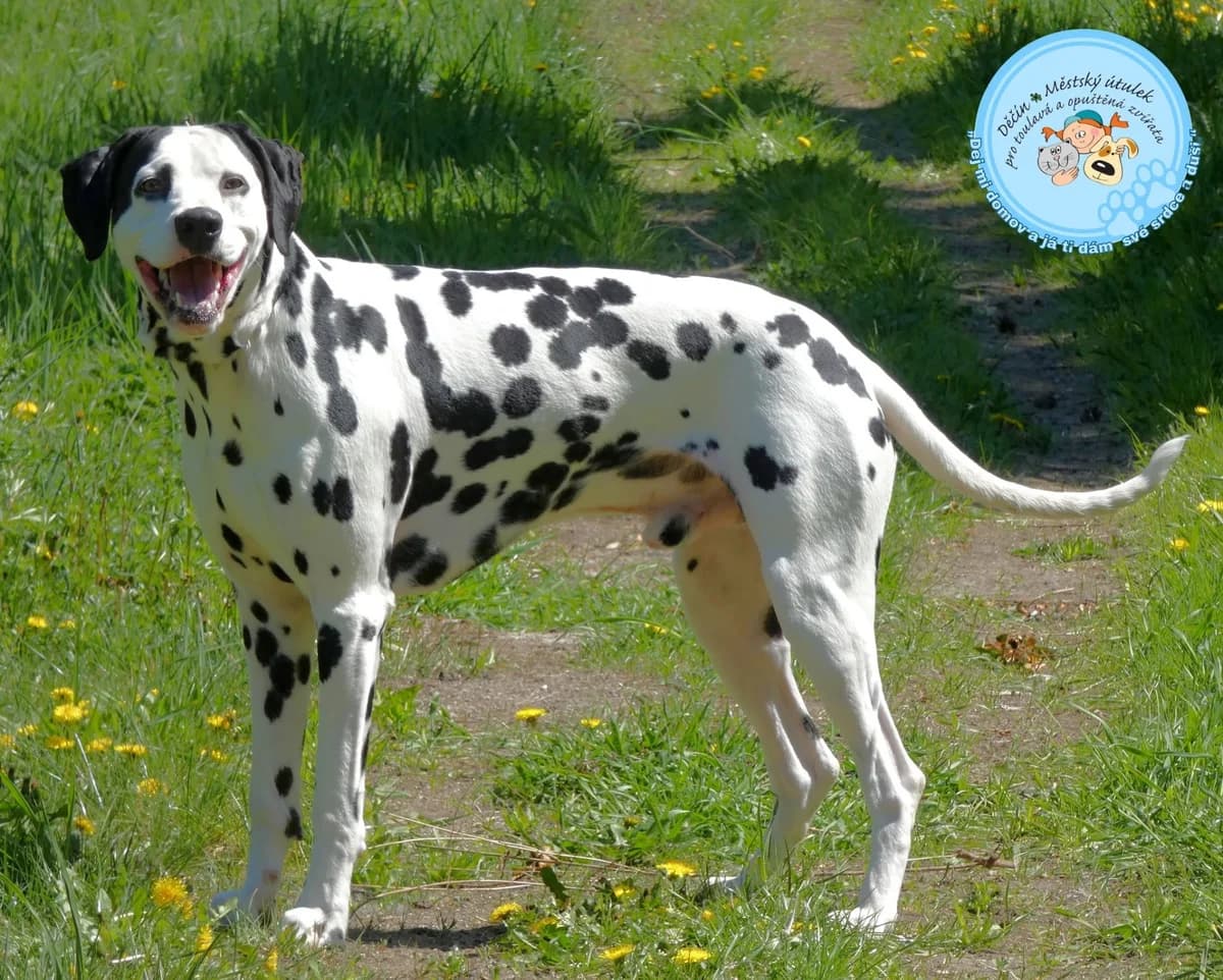 Kevin, young mixed breed for adoption at Útulok Děčín, Děčín